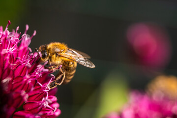Macrophotography of bee pollinating a purple garlic flower