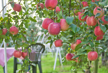 リンゴ園のリンゴ4