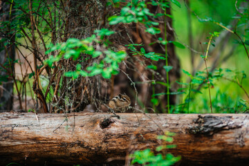 A chipmunk sits on a log in a summer forest