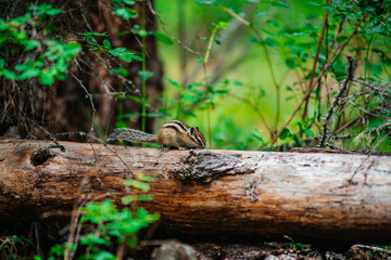 A chipmunk sits on a log in a summer forest