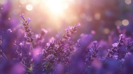 Fototapeta premium Lavender Field in Sunlight: A Serene Floral Scene