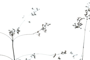 Dry small flowers isolated on white, natural winter background