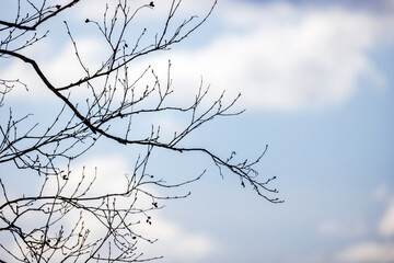 Bare tree branches with small cones are under blue cloudy sky