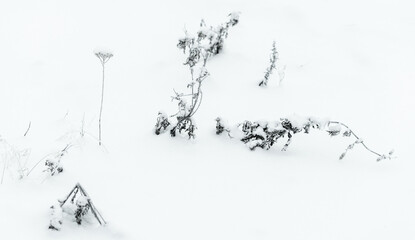 Frozen dry plants stand in a snowdrift, close up photo