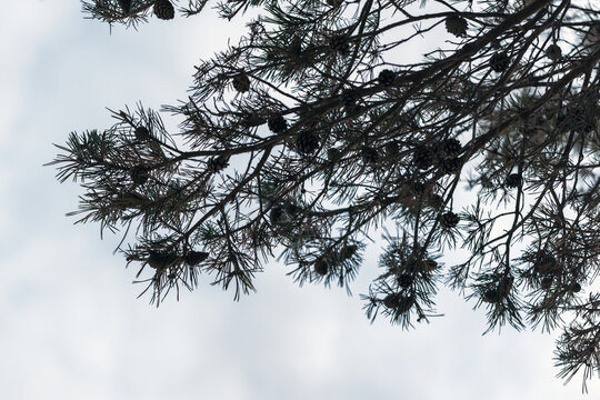 Silhouette of pine tree branch under bright cloudy sky