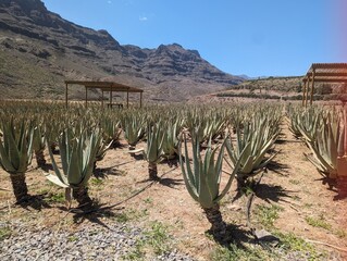 Aloe Vera