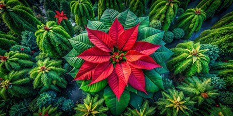 Fototapeta premium Stunning Drone Photography of Noche Buena Flower in Lush Tropical Landscape, Vibrant Colors, Aerial View, Nature's Beauty, Holidays, Botanical Gardens, Festive Flora, Christmas Plants
