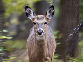 A close-up portrait of a young deer with alert ears and gentle eyes in a forest setting