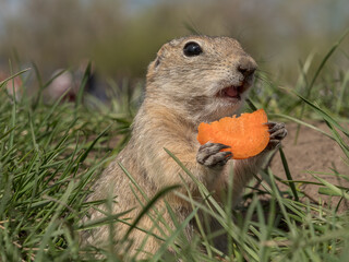 A prairie dog eating a piece of carrot on the grass on a lawn