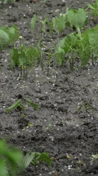 Ground covered with white hail stones alongside sprouting plants. Hail causes stress to plants by damaging leaves and stems, which can slow down their growth and affect overall crop yield