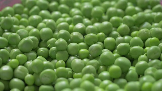 Smooth green peas from new harvest on farm. Valued for their sweet taste and nutrients, freshly picked peas enhance soups, casseroles, and vegetable dishes with farm-fresh flavor