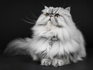 Luxurious Persian cat portrait, fluffy white feline with jeweled collar on black background