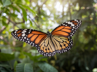 Fototapeta premium Monarch butterfly with spread wings flying against blurred green foliage background in natural setting