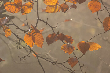autumn leaves background