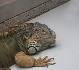 The Head of a South American Green Iguana Lizard Animal.