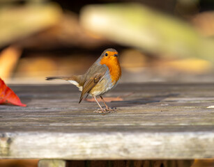 Robin perched on a wooden bench