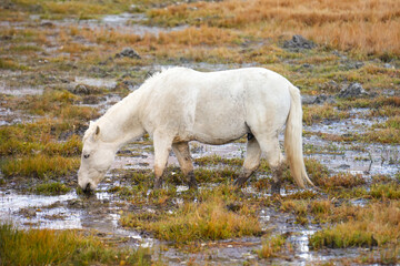 Obraz premium White horse grazing on meadow in countryside