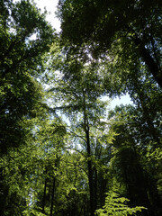 Obraz premium sonne baum