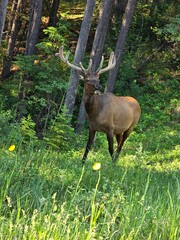 Deer in Calgary, Alberta