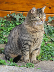 Brown melierte Katze sitzt und beobachtet aufmerksam