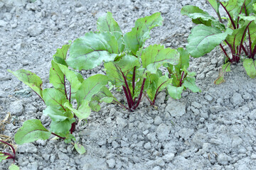 A row of the first shoots of beet leaves sprouting in the garden.