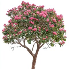 Fototapeta premium A full Syzygium malaccense tree in bloom with vibrant pink flowers, isolated on a pure white background. generative ai