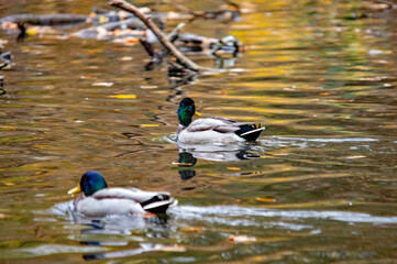 Zwei Stockenten schwimmen auf dem Wasser