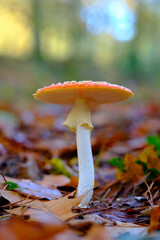 Amanita Muscaria or fly agaric Mushroom in an oak Forest.