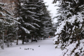 snow covered trees