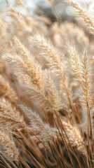 Photo Golden Ornamental Grass Autumn Sunlight Nature