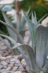 Greens nature golden hour sunset light flowers