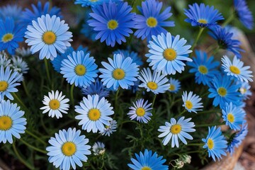 Fototapeta premium Whimsical Blue Daisy Petal Collection from Nature's Garden Essentials