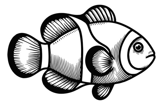 black and white clownfish drawing clip art preview