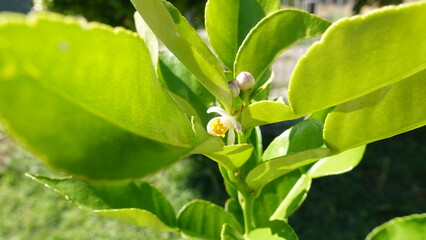 Kaffir lime pinkish white flower buds with glossy green leaves in spring season, attractive and very useful plant for home.