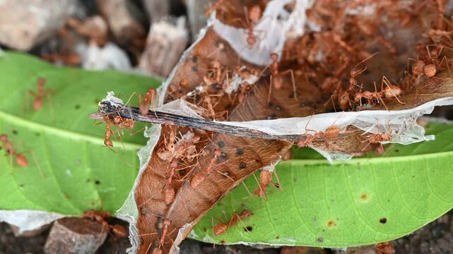 Group of fire ants (Solenopsis) on the tree leaves.