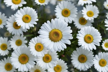 Fototapeta premium Beautiful White Daisy Petals Isolated on Transparent Background for Floral Aesthetics