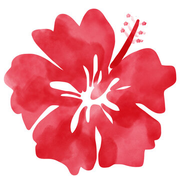 red watercolor hibiscus flower on white clip art preview