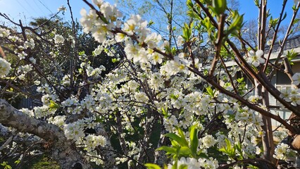 White plum tree flower blossoms in springtime