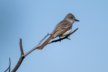 Kalifornienschopftyrann auf einem Zweig