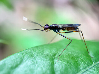 Close up of fly, stilt-legged fly (Micropezidae)