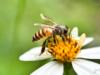 Close up of honey bees sucking bidens pilosa flower nectar, asian honey bee (Apis cerana) © Faisal