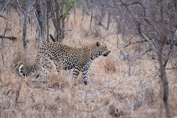 Profile of a young male African leopard walking through the dry bush