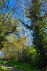 Fototapeta premium Torre electrica tras follaje de árboles en zona rural