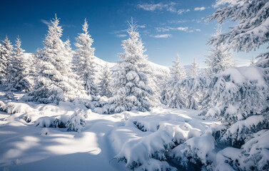 Stunning snow-capped conifers covered with hoarfrost on a frosty day. Carpathians, Ukraine, Europe.