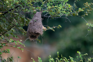the beautiful, small baya weaver is perched on the edge of an intricate, woven nest hanging from a tree branch. The background is blurred and greenish in colors with leaves.