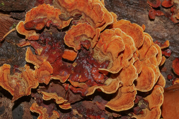 Fruchtkörper der Schmetterlingstramete, Pilz, Trametes versicolor, Coriolus versicolor, Polyporus vgersicolor, 