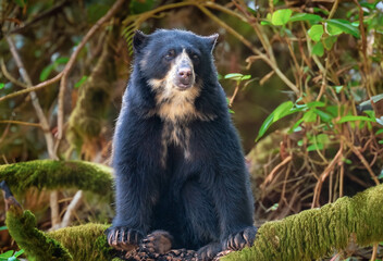 Spectacled bear (Tremarctos ornatus) in selective focus and depth blur.