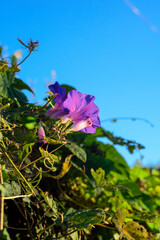 Flor morada en arbusto