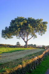Fototapeta premium Gran arbol junto a carretera en zona rural