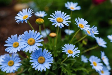 Obraz premium Beautiful Blue Daisy Flower in Natural Garden Floral Arrangement